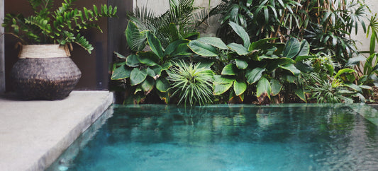 ¿Que plantas usar cerca de nuestra piscina?